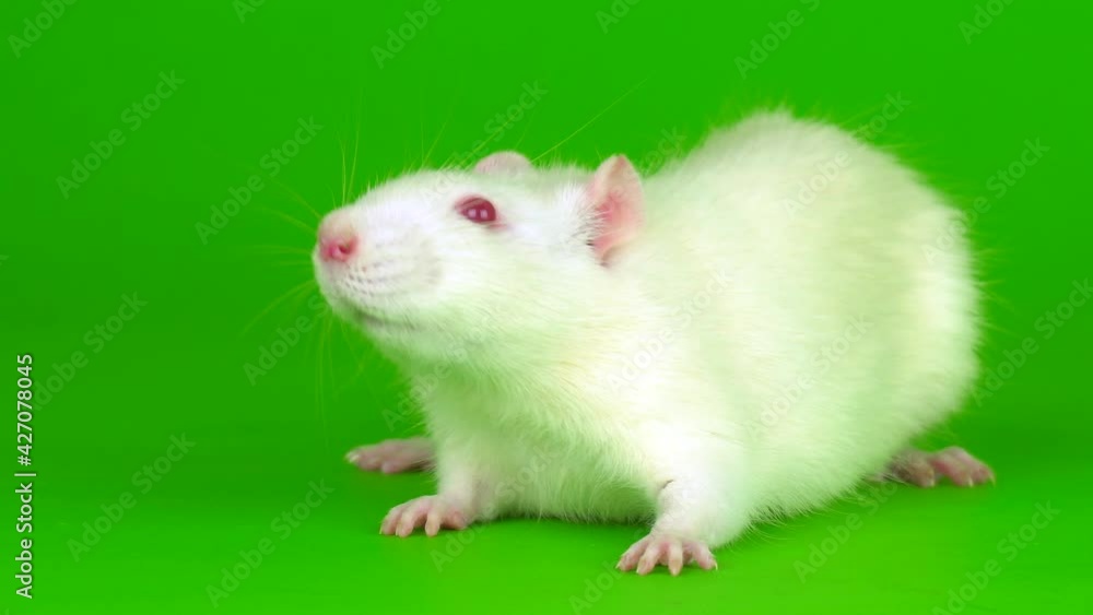 white rat on a green background screen white rat on a green background screen