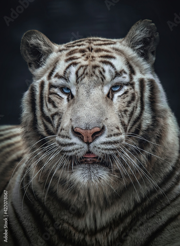 Closeup portrait of a white bengal tiger (Panthera tigris tigris). Eye to eye contact with the biggest cat