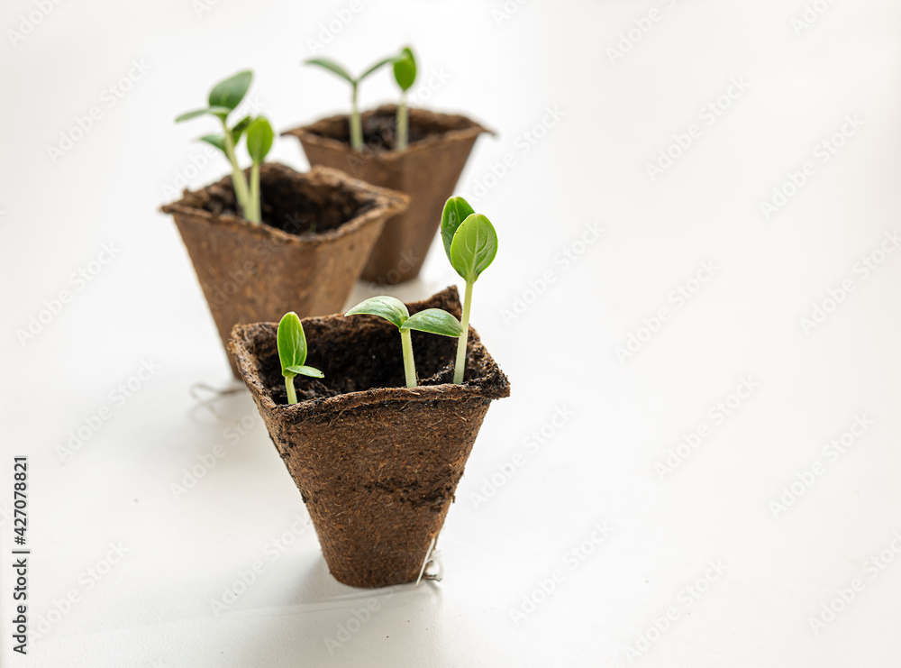 Three peat pots with cucumbers seedlings on the white background, home gardening and connecting with nature concept Three peat pots with cucumbers seedlings on the white background, home gardening and connecting with nature concept