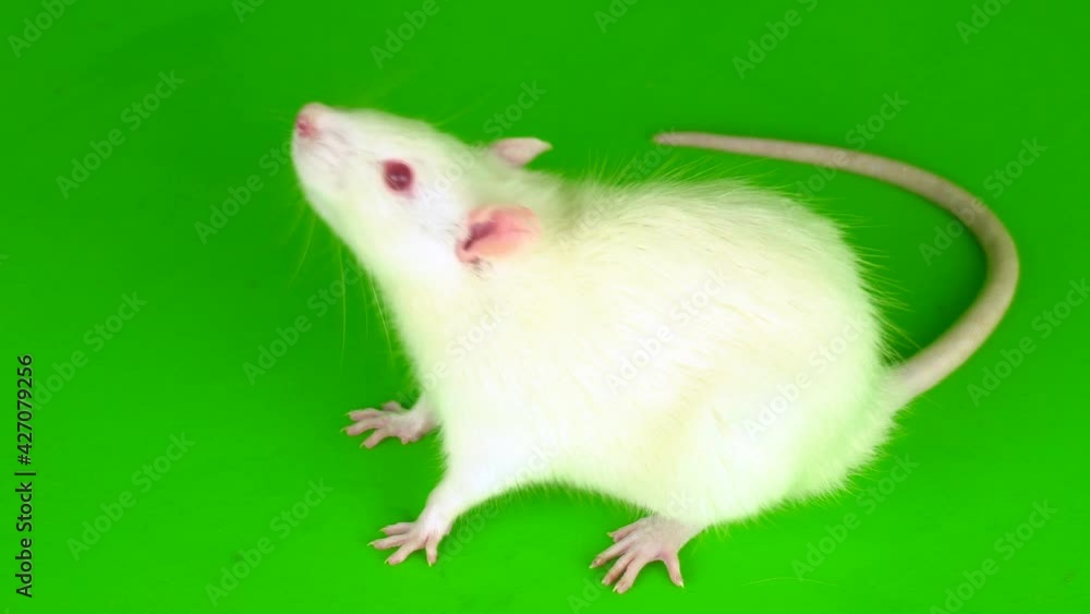 white rat on a green background screen white rat on a green background screen