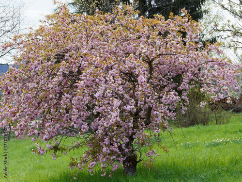 Fotografie Japanese ornamental cherry tree or Prunus serrulata 'Kanzan'