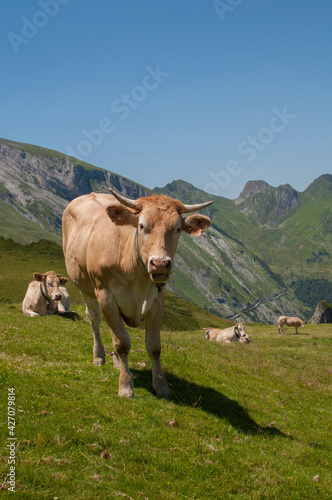 Une vache marron dans les montagnes des Pyr  n  es durant l   t  .