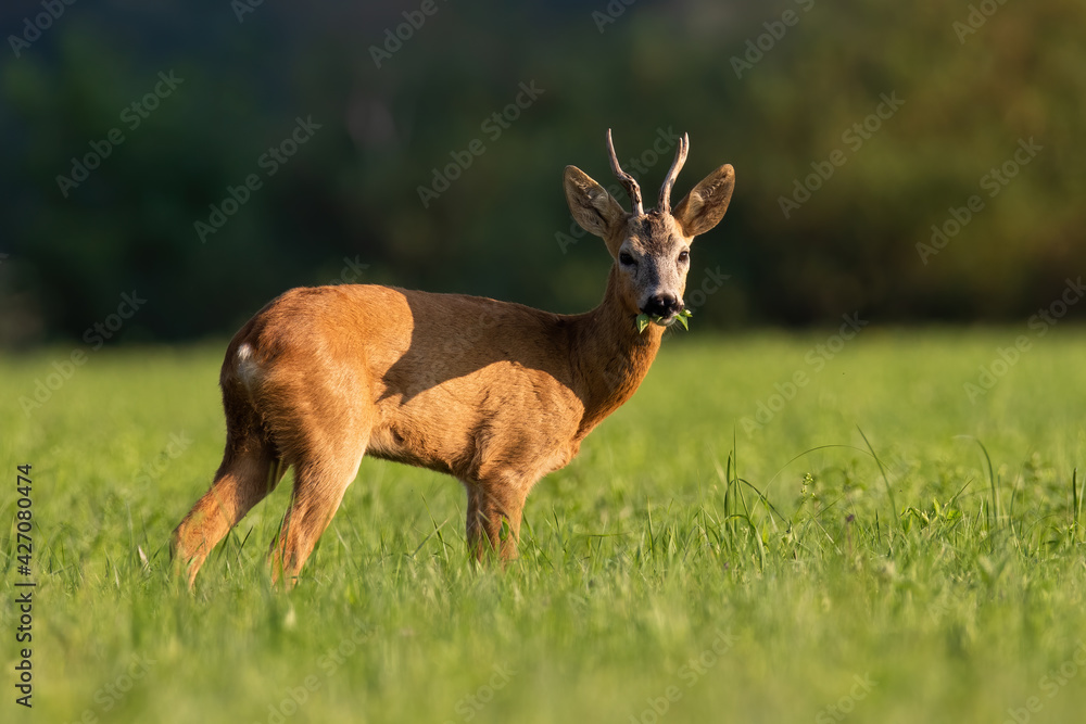 Roe deer chewing on green field in summer sunlight Roe deer chewing on green field in summer sunlight