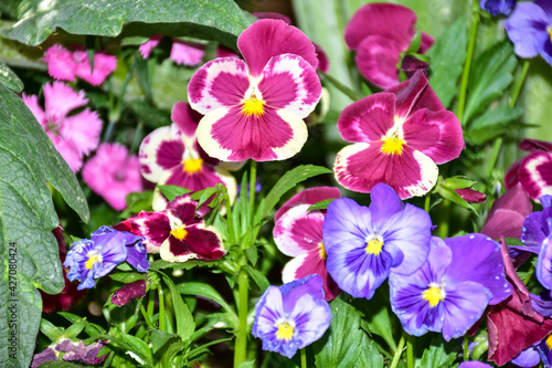 Bright flowers during Springtime 