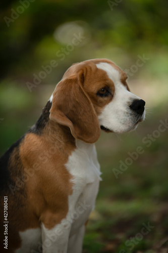 Beautiful Beagle dog in the forest