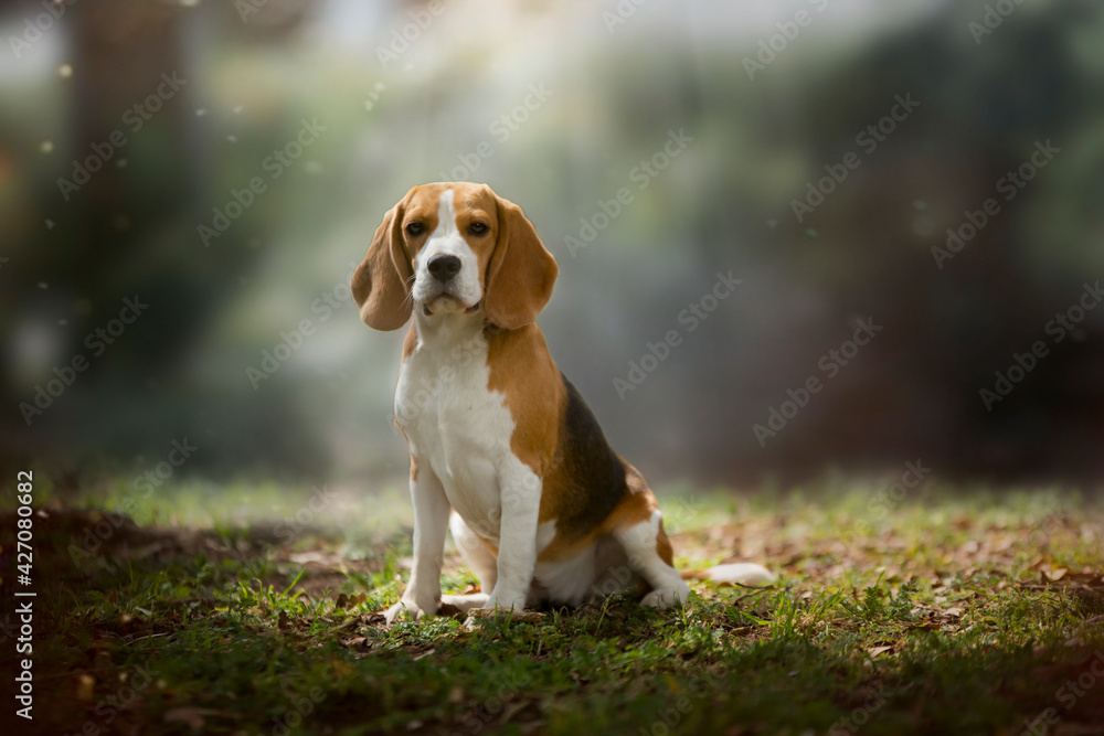 Beautiful Beagle dog in the forest Beautiful Beagle dog in the forest
