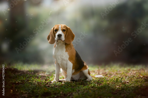 Beautiful Beagle dog in the forest