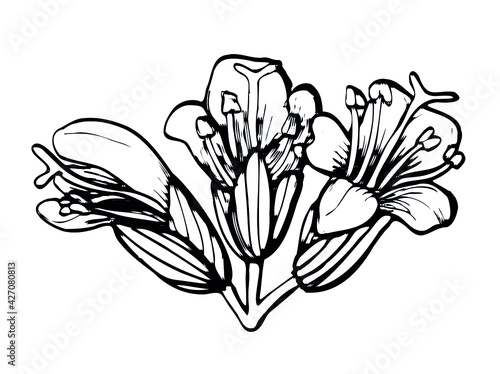 Outline botanical drawing of a flower on a white background
