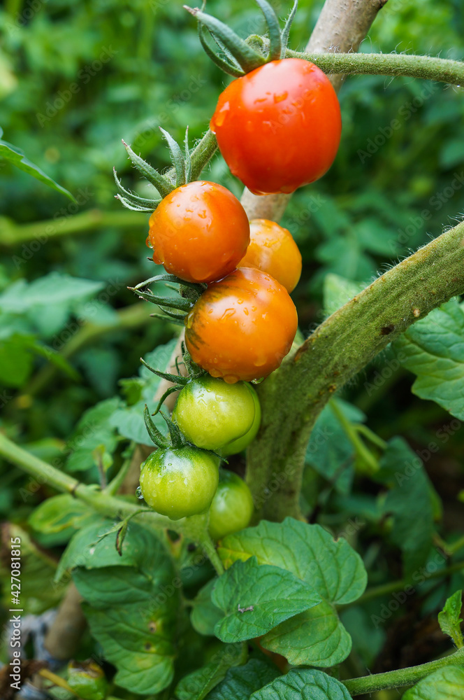 Small tomato plant with a few ripe tomatos green and red