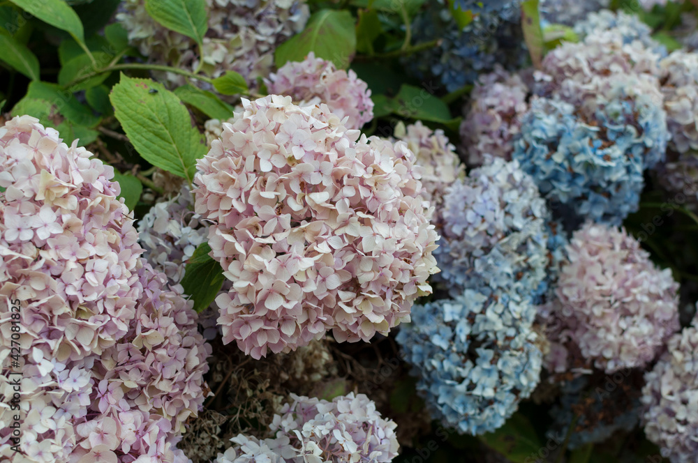 Des hortensias rose bleu et mauve poussent le long d'un vieux mur à la campagne . Vue en gros plan Des hortensias rose bleu et mauve poussent le long d'un vieux mur à la campagne . Vue en gros plan