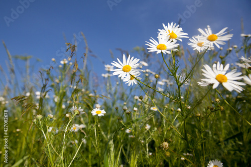 Camomile flowers on a lovely summers day.