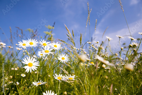 Camomile flowers on a lovely summers day.