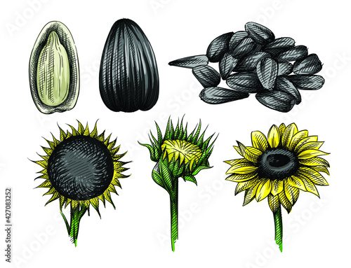Colorful watercolor Hand drawn sketch set of sunflower and sunflower seeds on a white background. Peeld seed. Handfull of sunflower seeds.	
