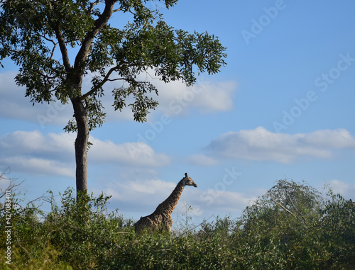 Giraffe in Kruger