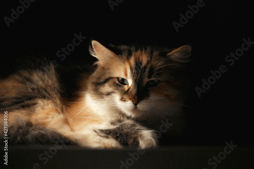 Fury cute cat on black background © Chumak Photo