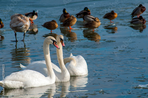 beautiful swans on the winter lake photo