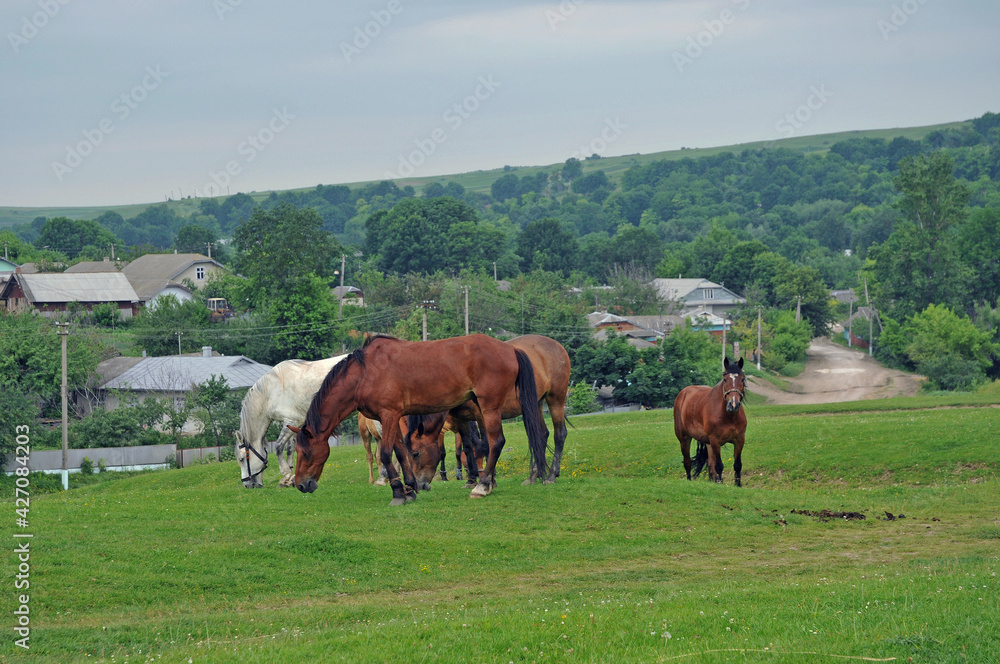 Fototapeta premium Horses graze on a meadow in the middle of the village