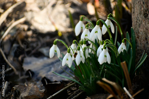 Snowdrops on a background of dry leaves and herbs. 