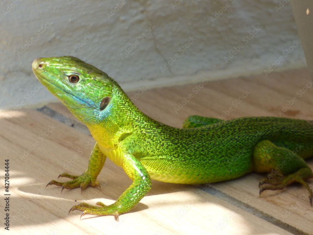 Obraz premium lézard vert