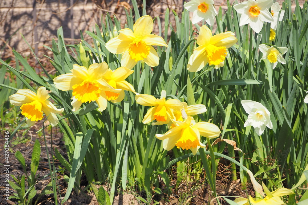 The yellow daffodils have bloomed for the spring season.