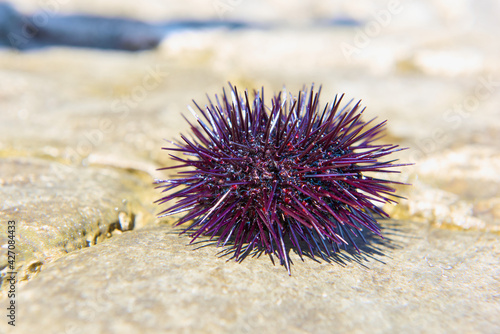 The spiny Mediterranean sea urchin lies on the coastal rocks, set against the backdrop of emerald water.