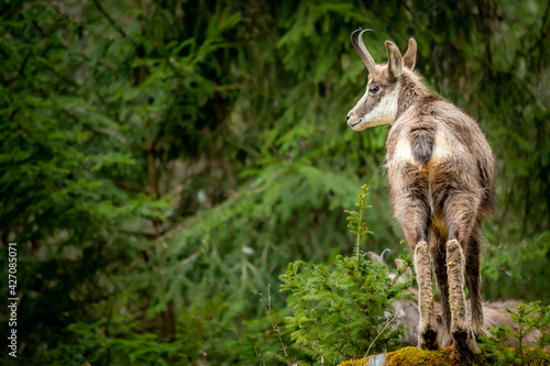 One chamois in forest. Rupicapra rupicapra in natural environment in Switzerland.