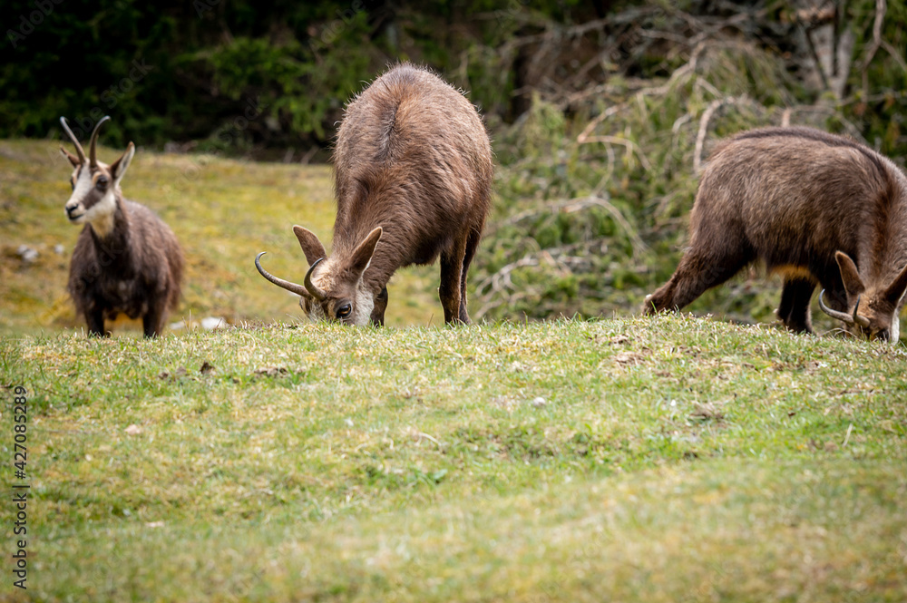 Fototapeta premium Chamois eating grasses. Rupicapra rupicapra in natural environment in Switzerland.