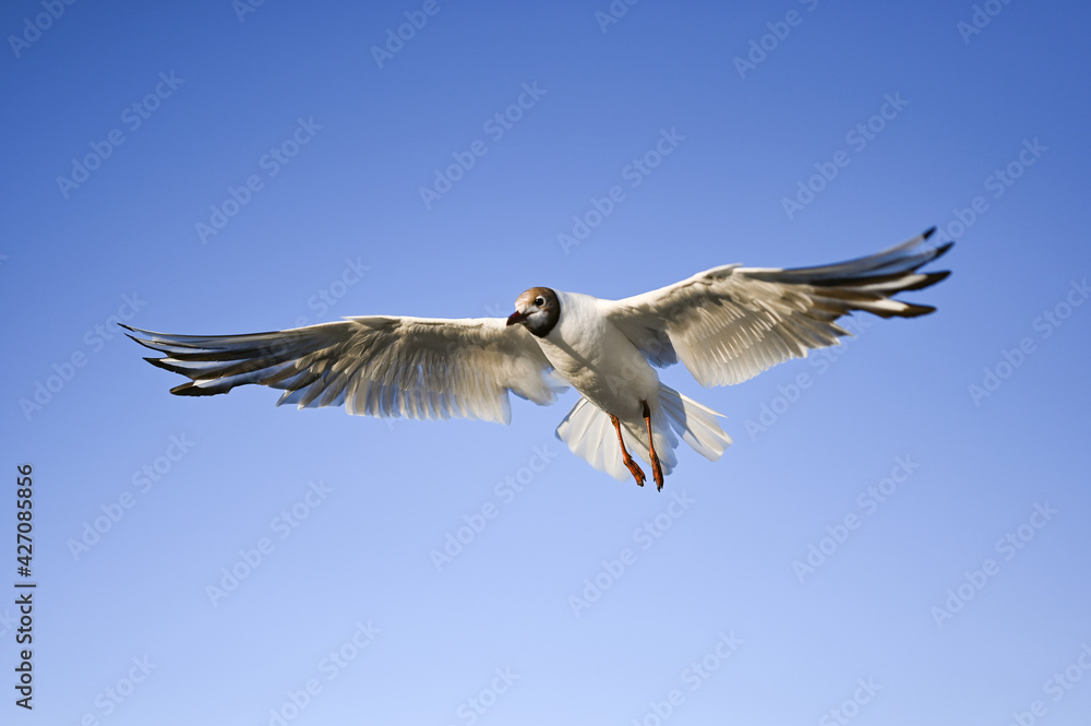 Fototapeta premium Flying seagull in the sky at Boltenhagen, Baltic sea
