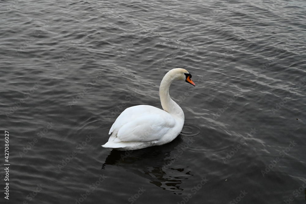 Portrait of a white swan floating in the lake. Portrait of a white swan floating in the lake.