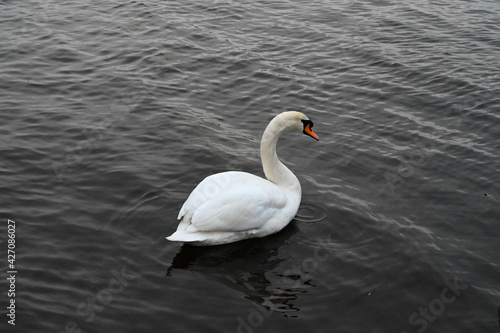 Portrait of a white swan floating in the lake.