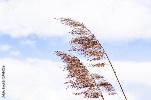 Pampas grass in the sky background. Abstract natural background of soft plants Cortaderia selloana. Plants Holcus Lanatus similar to feather dusters. photo