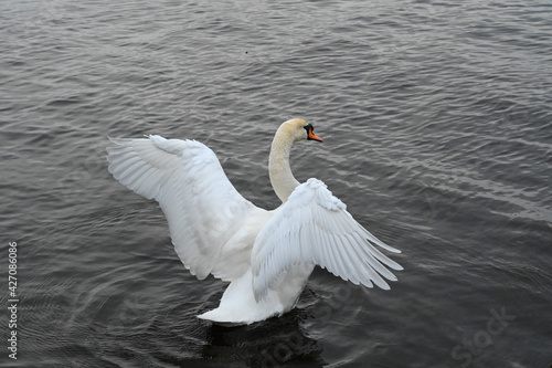 White swan aggressively stretching its wings while floating in the lake.