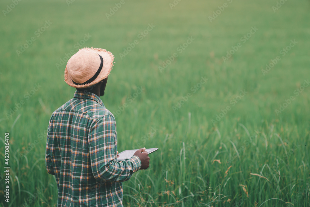 African farmer holding tablet for research in organic rice field.Agriculture or cultivation concept African farmer holding tablet for research in organic rice field.Agriculture or cultivation concept