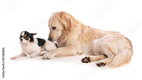 Golden retriever dog with chihuahua