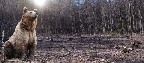 Canvas Print Large male bear stands in the middle of a felled forest