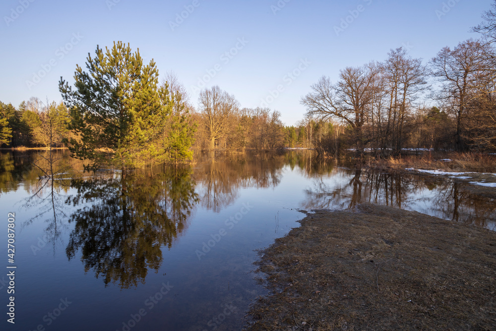 River flood in the foreground. The pines are illuminated by the rays of the setting sun. The blue sky and trees are reflected in the water.