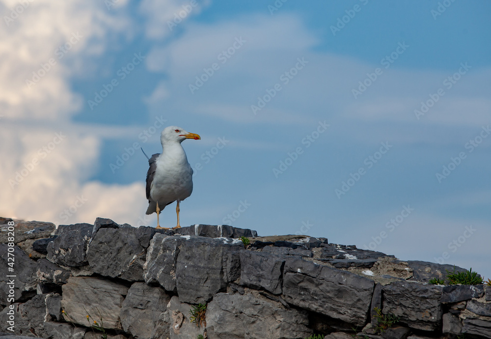 Seagull sits on a stone fence against the sky. There is free space for text. Seagull sits on a stone fence against the sky. There is free space for text.
