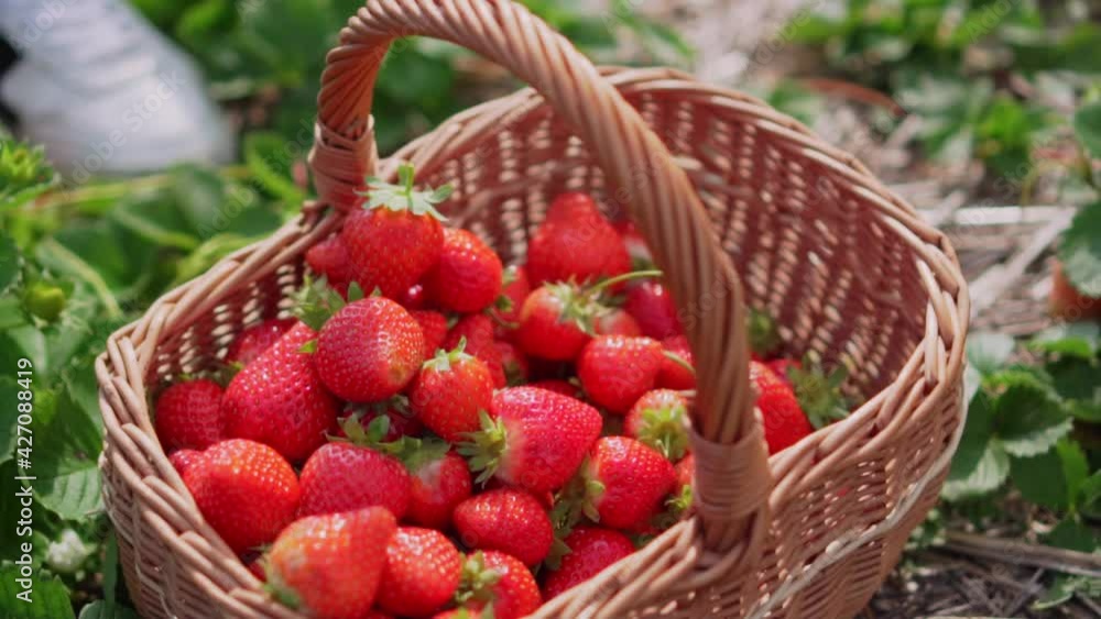 Harvesting strawberries. A woman farmer pours a handful of ripe strawberries into a basket, close-up. Harvesting strawberries. A woman farmer pours a handful of ripe strawberries into a basket, close-up.