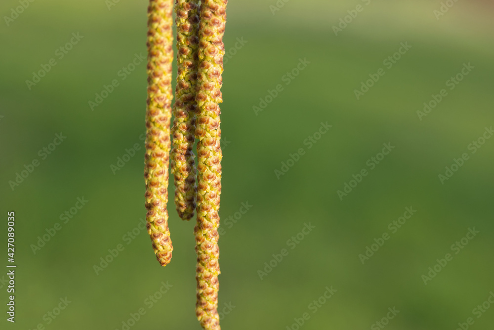Long yellow birch buds bloom in spring..Blooming birch inflorescences on a sunny spring day. Close-up. Spring allergy concept.