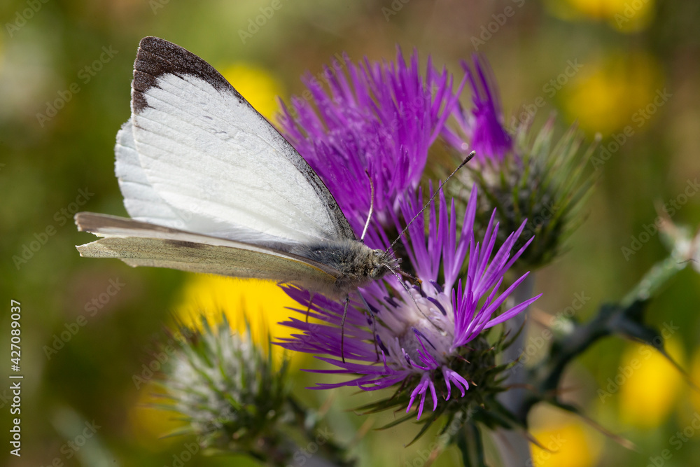 Small white butterfly on thistle Small white butterfly on thistle