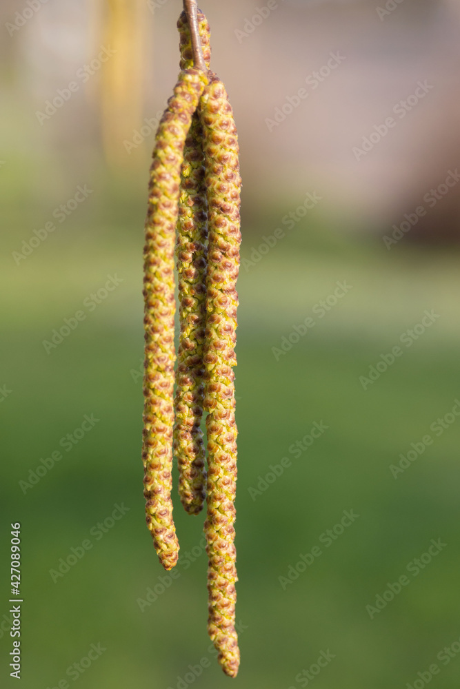 Long yellow birch buds bloom in spring..Blooming birch inflorescences on a sunny spring day. Close-up. Spring allergy concept. Long yellow birch buds bloom in spring..Blooming birch inflorescences on a sunny spring day. Close-up. Spring allergy concept.