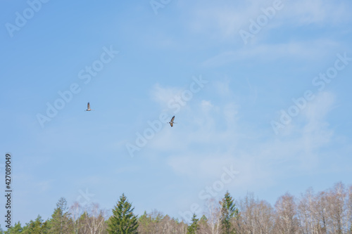 Cranes flying through the sky above a meadow in the middle of the forest © WSPHOTO