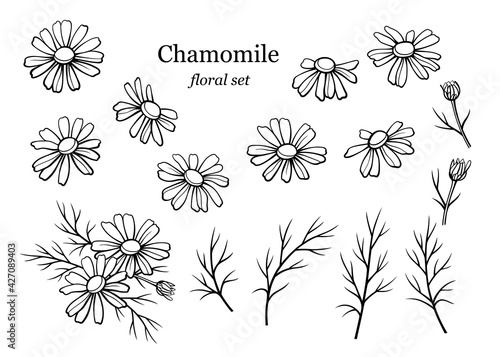 Chamomile flowers set. Daisy wild flowers and leaves isolated on white background. Line art drawing, vector illustration