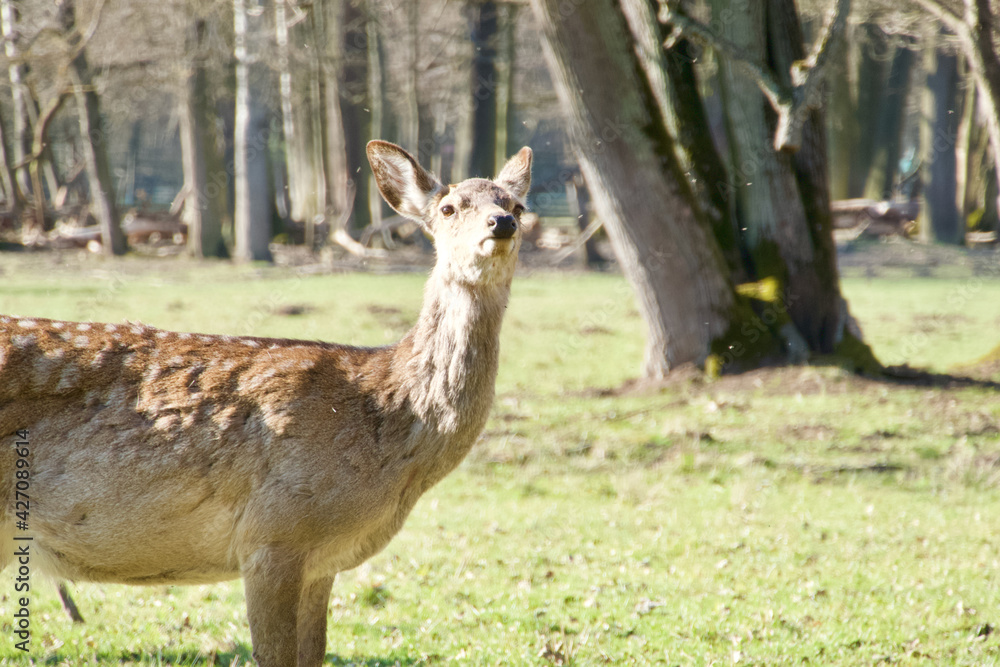 Doe Dybowski's deer in the park Doe Dybowski's deer in the park