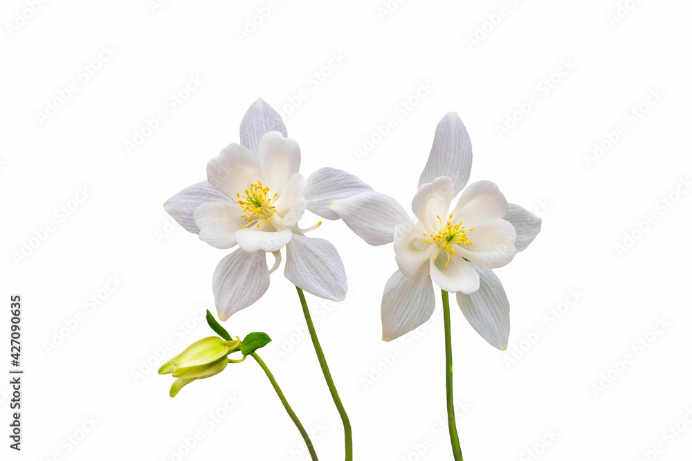 White columbine flowers isolated on white background White columbine flowers isolated on white background