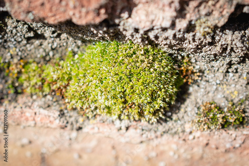 Fungus (moss) on a brick foundation.