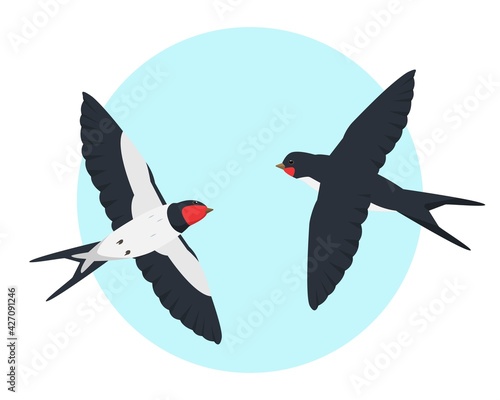Two flying swallows in the sky.