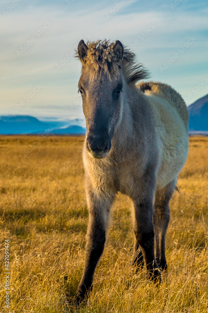 Fototapeta premium Iceland