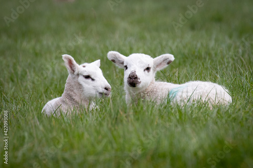 twin lambs