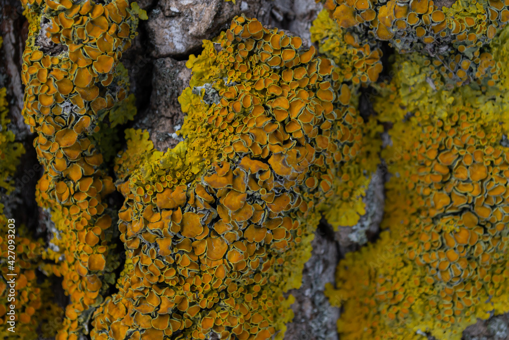 A bright yellow lichen has grown on the bark of the tree. Composite organism living on the bark of trees A bright yellow lichen has grown on the bark of the tree. Composite organism living on the bark of trees